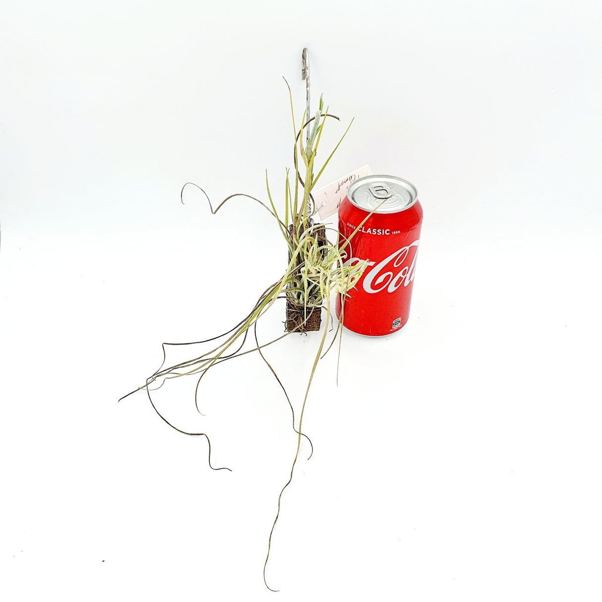 Tillandsia baileyi var Halley's Comet