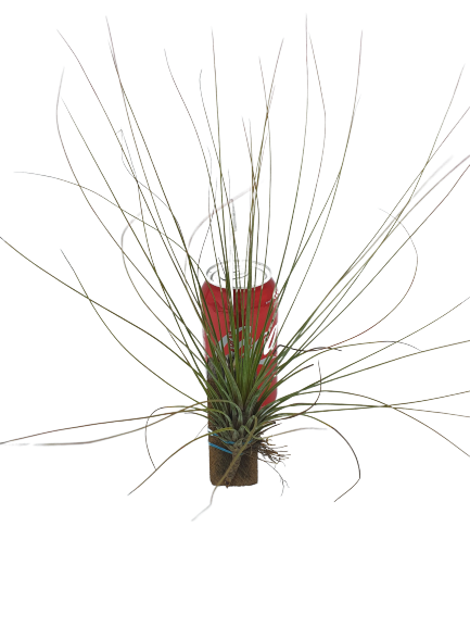 Tillandsia ionantha x baileyi