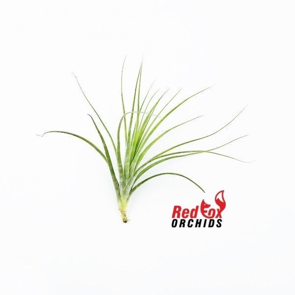 Tillandsia rectifolia