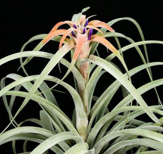 Tillandsia Rio Hondo
