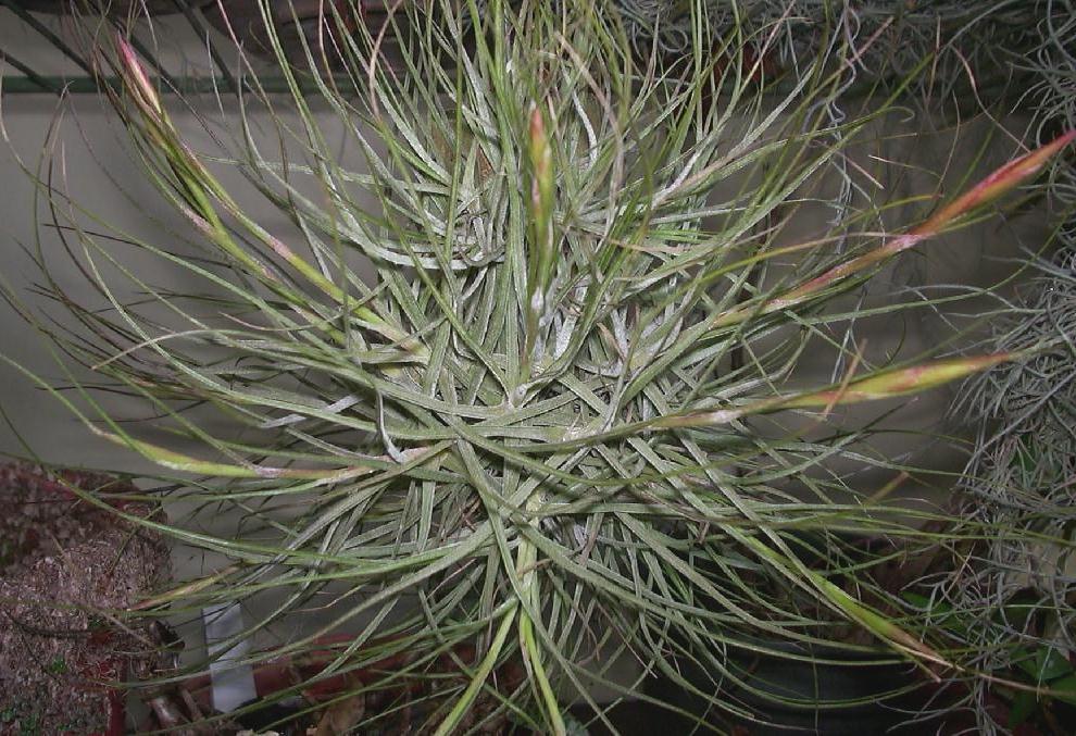 Tillandsia schiediana 'Red Spikes'