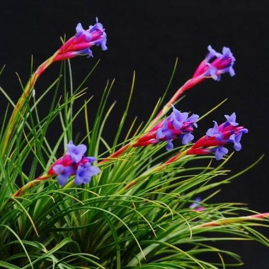 Tillandsia tenuifolia var saxicola