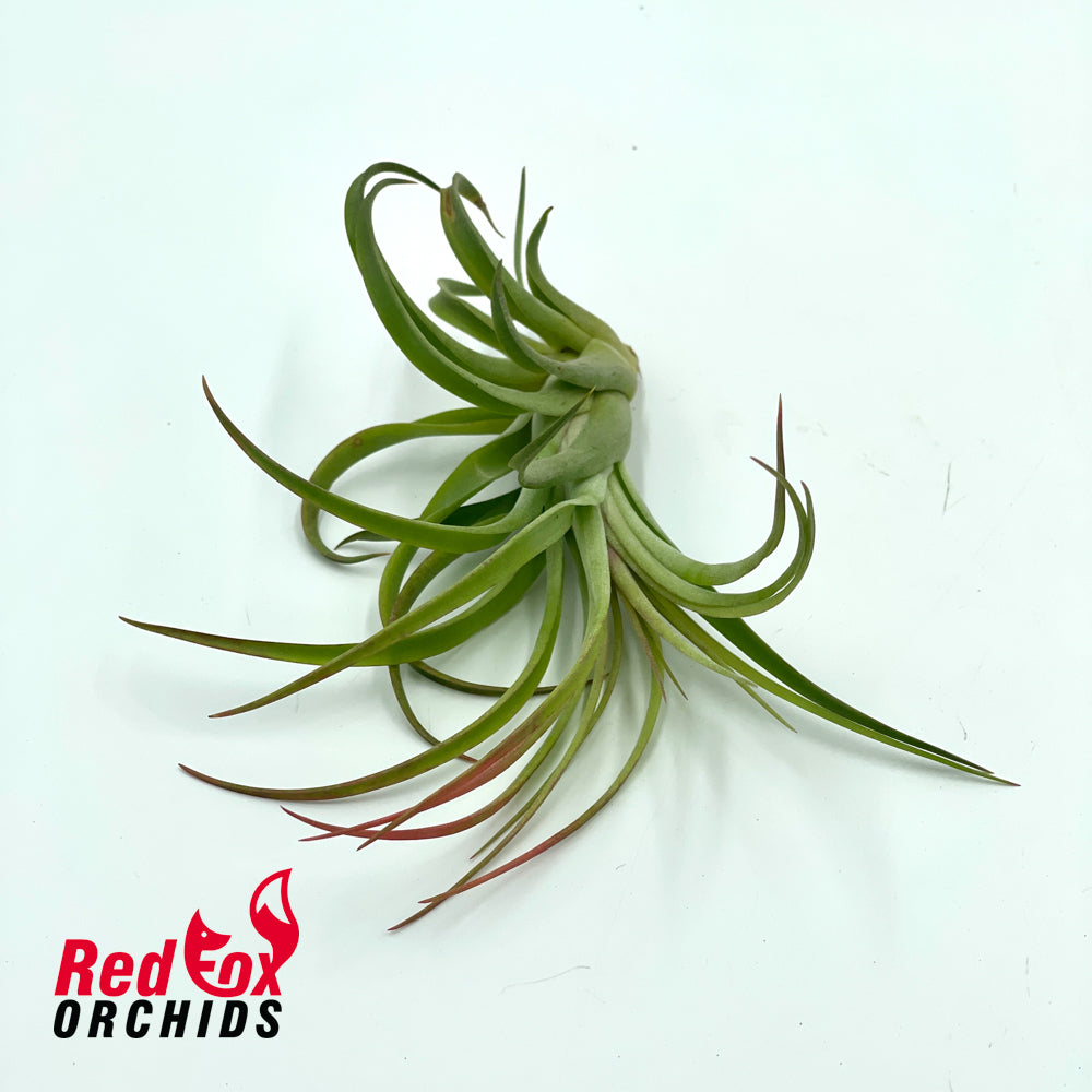 Tillandsia victoria