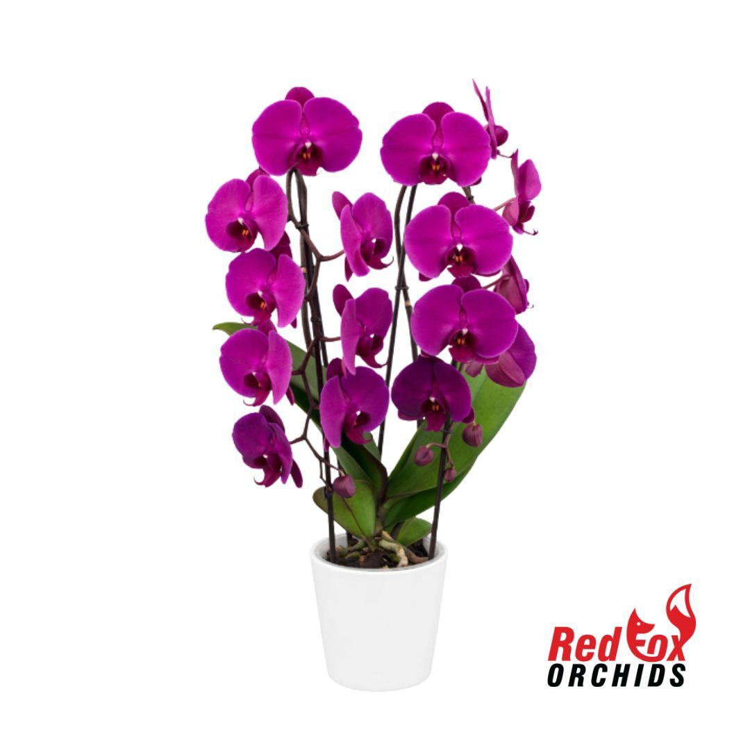 Phalaenopsis Freeride