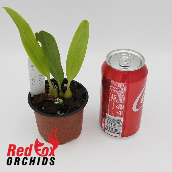 Bulbophyllum lobbii
