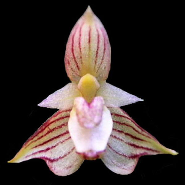 Bulbophyllum ambrosia