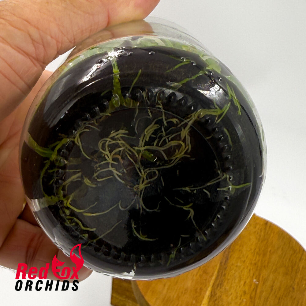 Bulbophyllum crassipes Flask