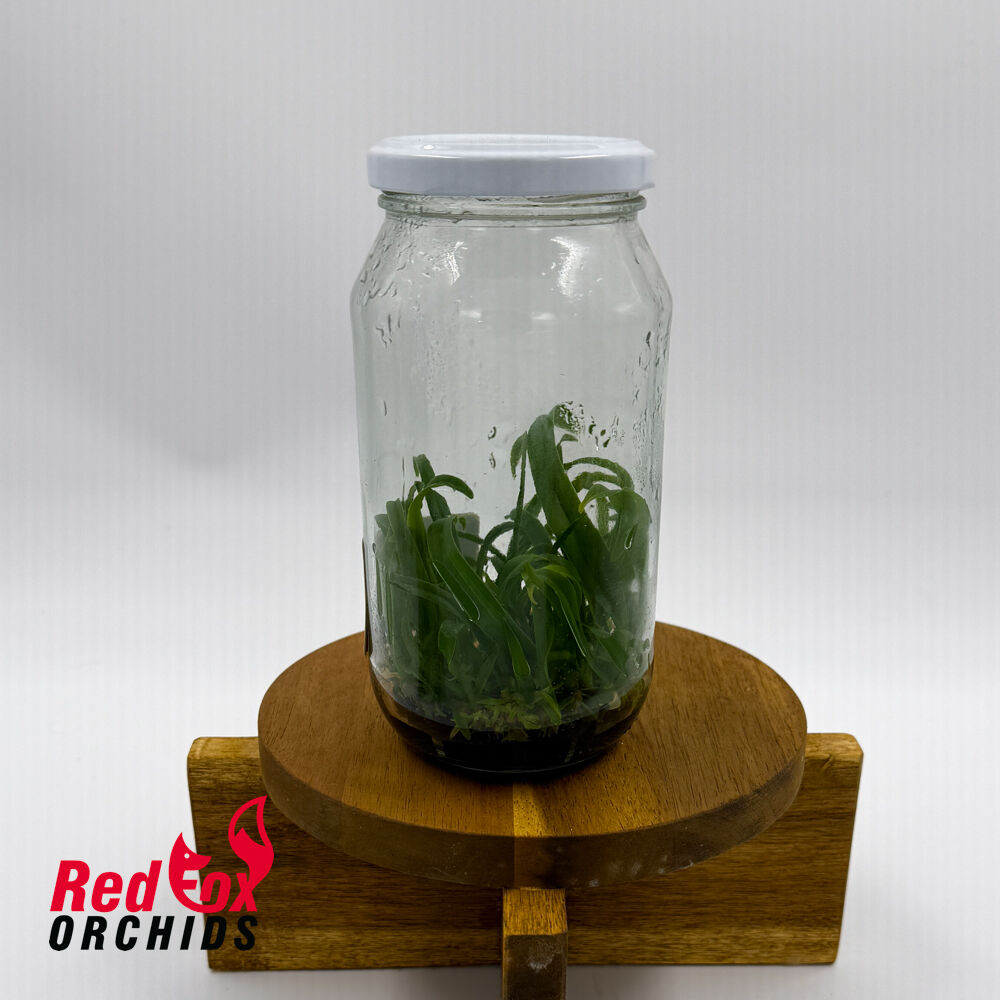 Bulbophyllum crassipes Flask