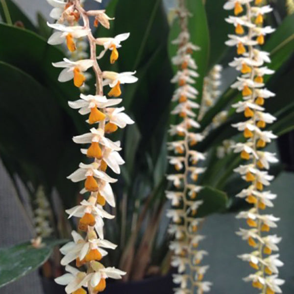 Dendrochilum cobbianum 'Yellow Tresses'