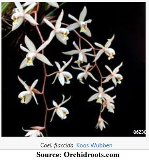 Coelogyne flaccida