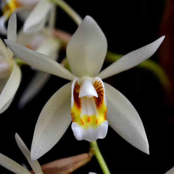 Coelogyne flaccida