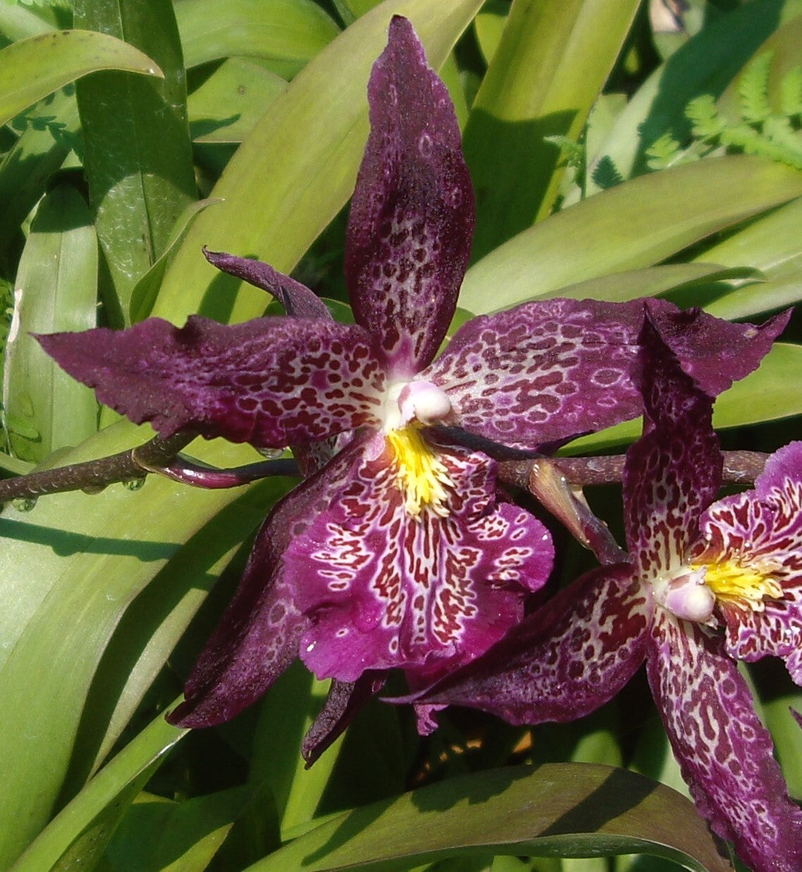Beallara Marfitch 'Howard's Dream'