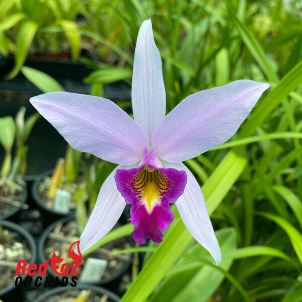 Laelia anceps