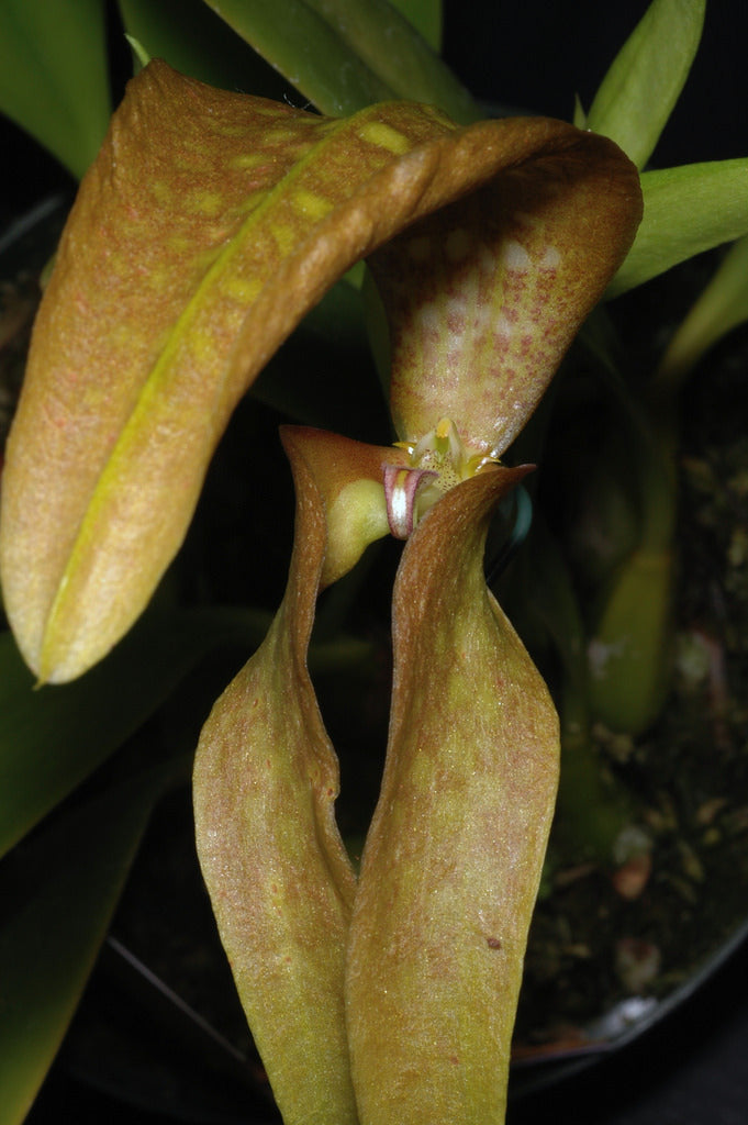 Bulbophyllum grandiflorum
