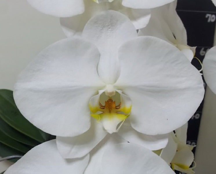 Phalaenopsis Sogo Yukidian 'V3'