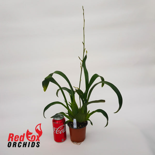 Oncidium Speckled Spire 'Shorty'