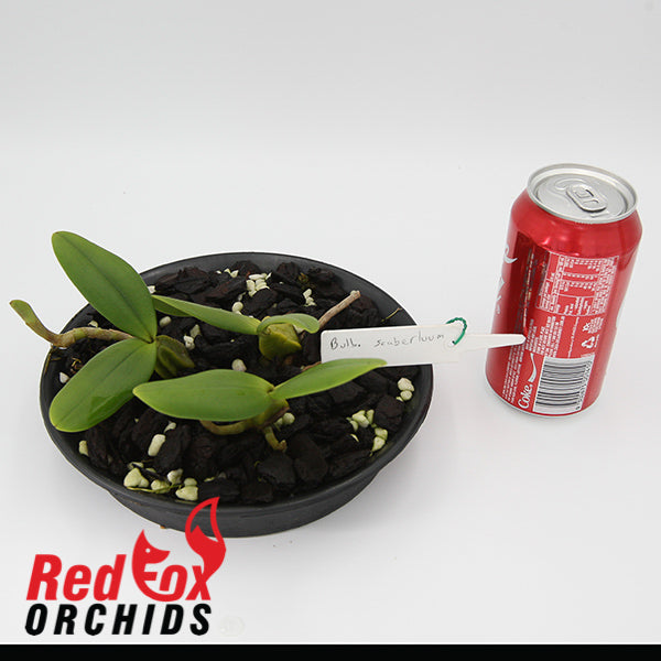 Bulbophyllum scaberulum