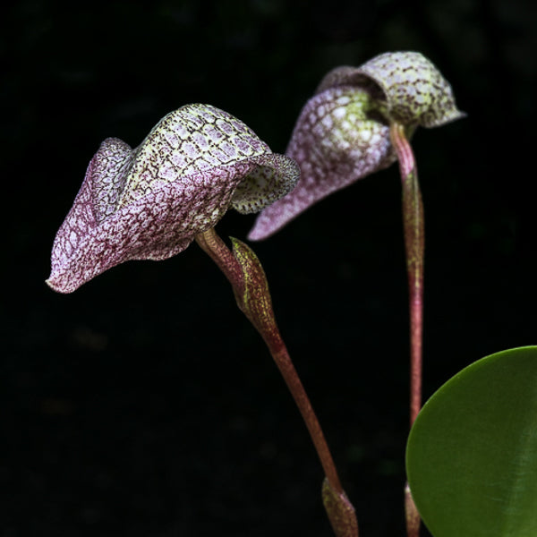 Bulbophyllum arfakianum