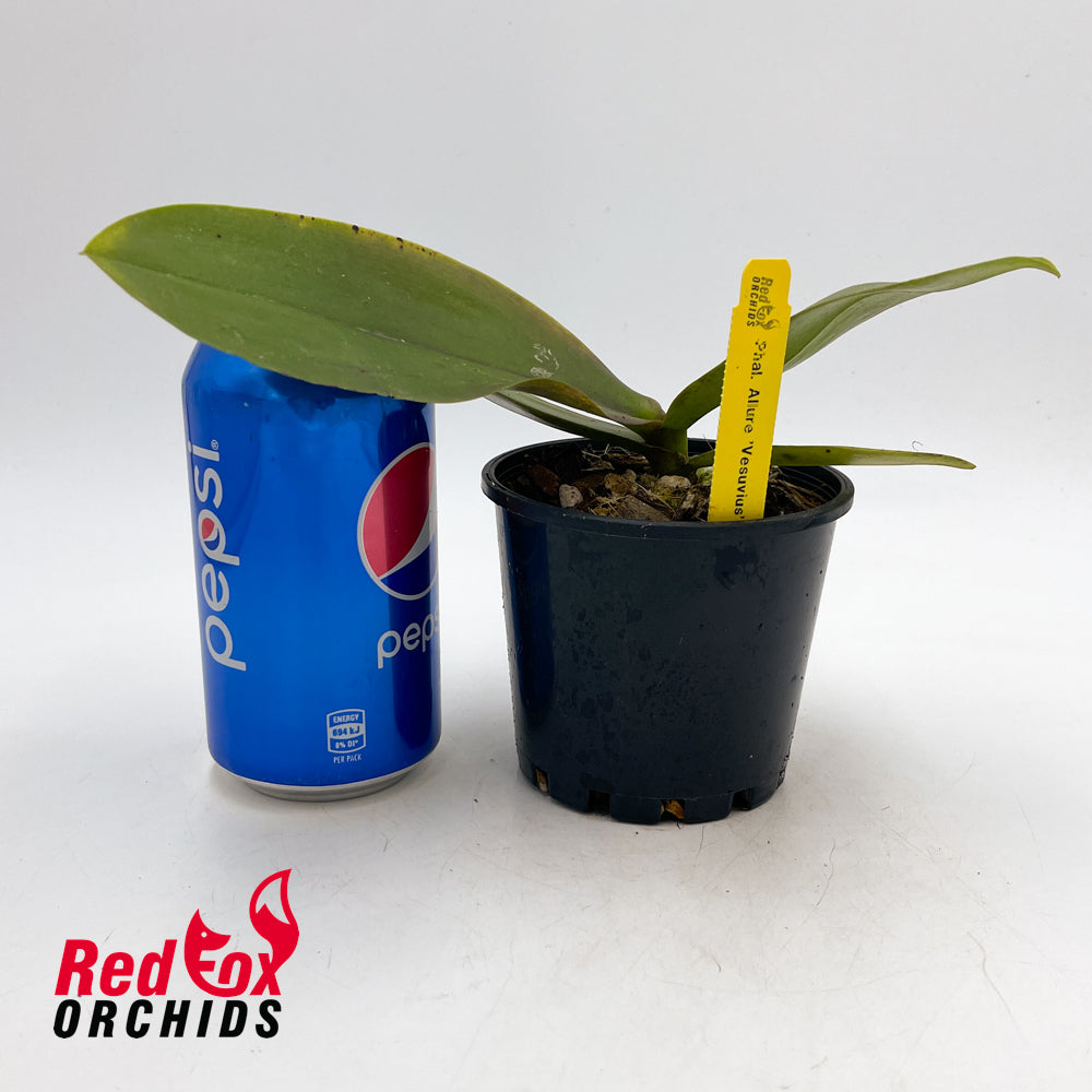 Phalaenopsis Allura ‘Vesuvius’