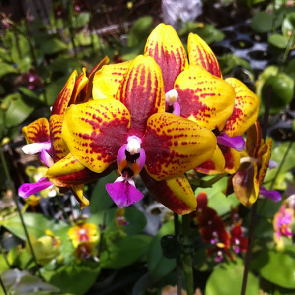 Phalaenopsis Allura ‘Vesuvius’