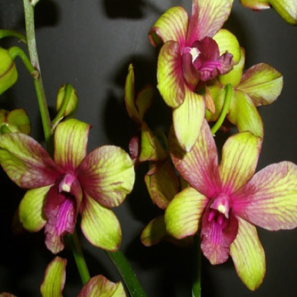 Dendrobium Burana Emerald Splash