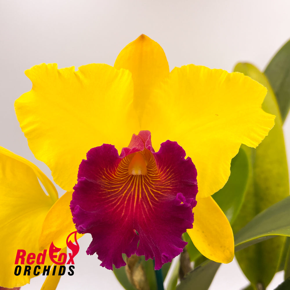 Rhyncholaeliocattleya Alma Kee `Tip Malee´