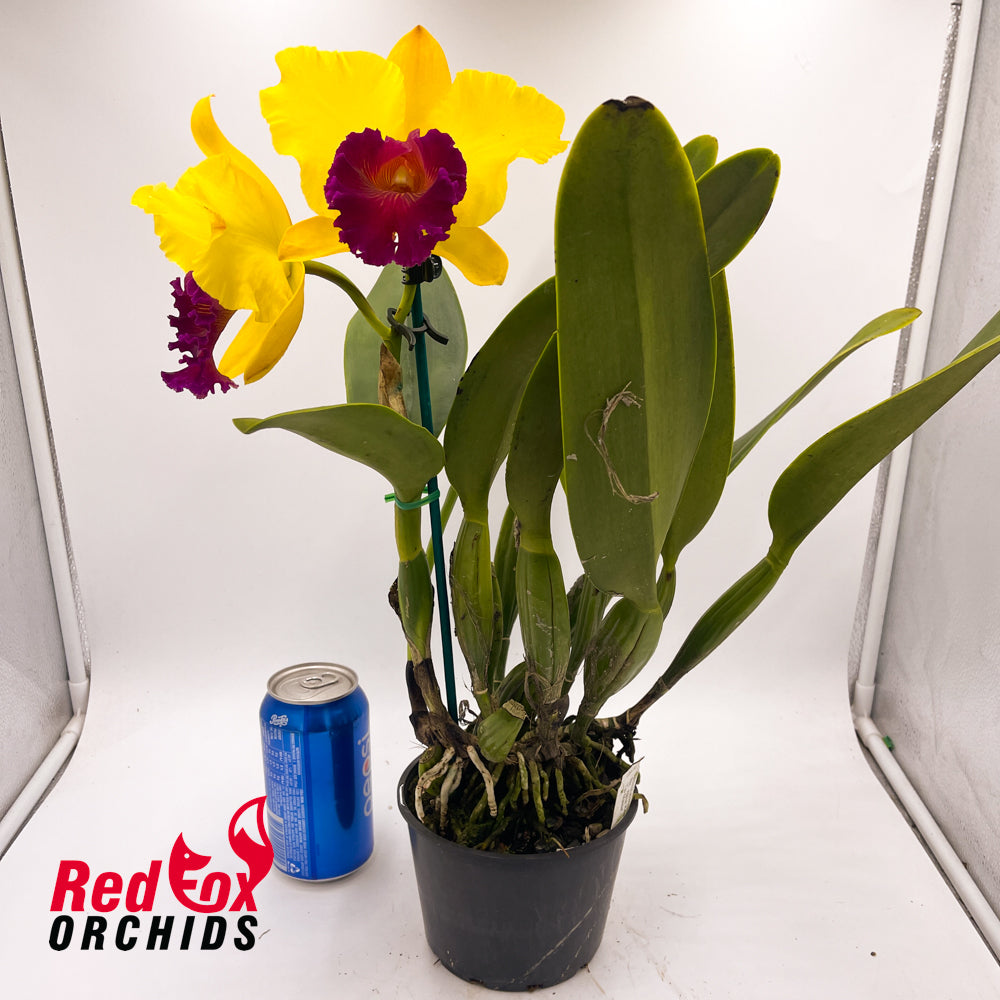 Rhyncholaeliocattleya Alma Kee `Tip Malee´