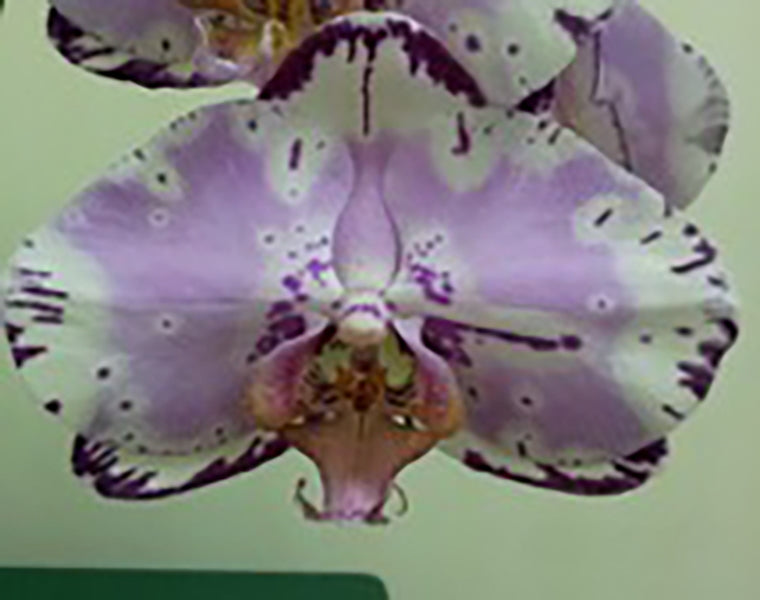 Doritaenopsis Dream Girl