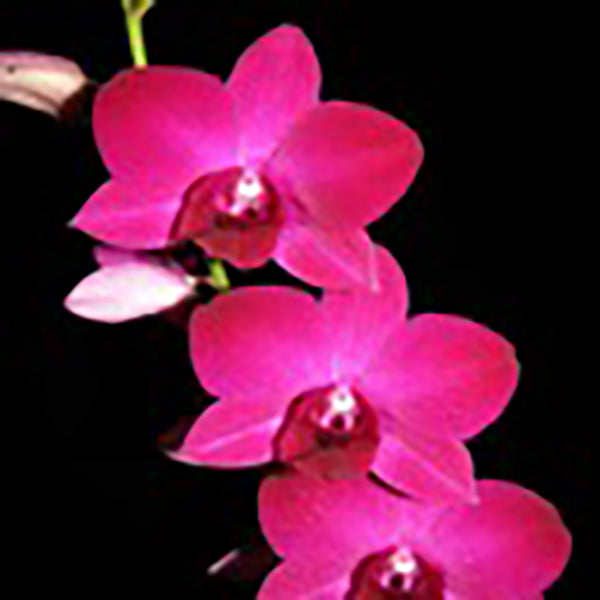 Dendrobium Sunny Red