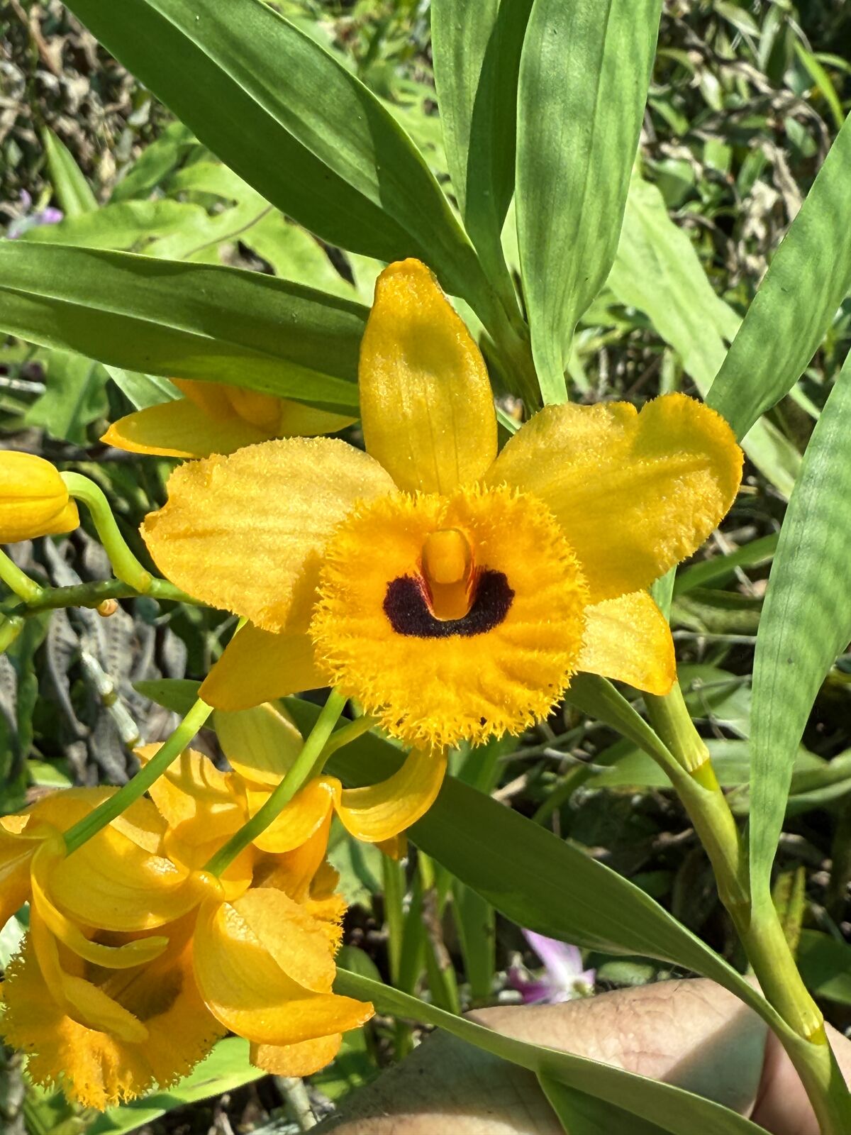 Dendrobium fimbriatum var. occulatum