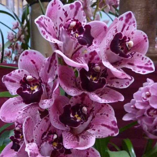 Cymbidium Rocky Creek 'Gotcha' AM/AOS B/CSA