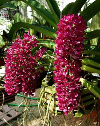 Rhynchostylis gigantea 'Red'