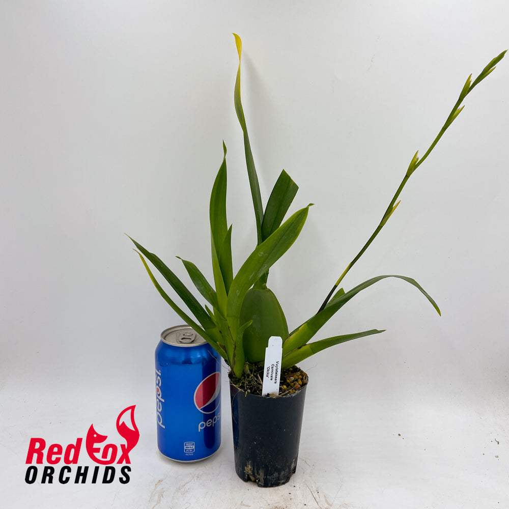 Vuylstekeara Carnivale 'Okika'