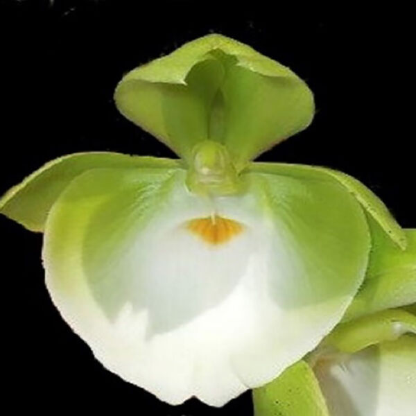 Catasetum pileatum 'Jumbo Green Gold'