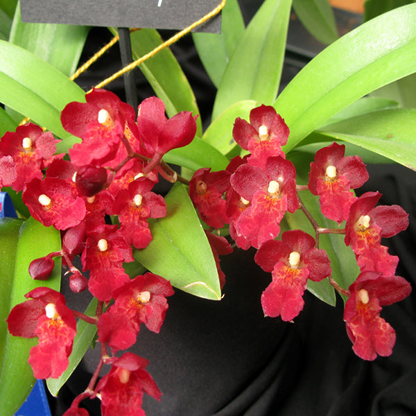 Howeara Lava Burst ‘Puanani’