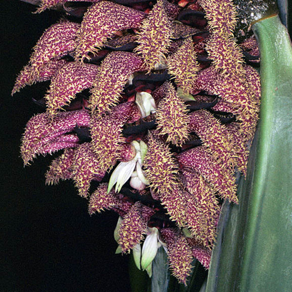 Bulbophyllum phalaenopsis