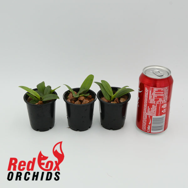 Bulbophyllum phalaenopsis
