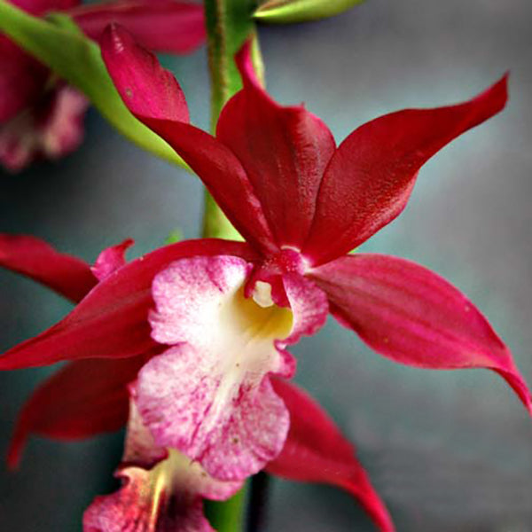 Phaiocalanthe Kryptonite 'Chariots of Fire'