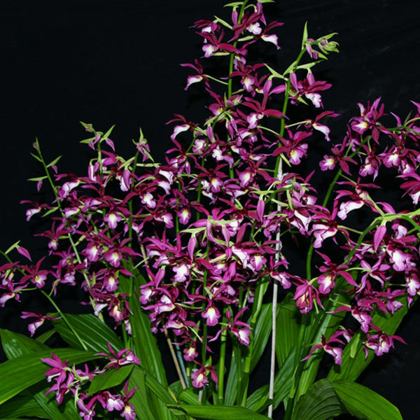 Phaiocalanthe Kryptonite 'Chariots of Fire'