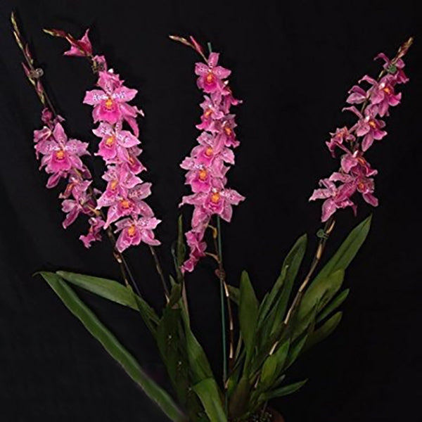 Vuylstekeara Carnivale 'Rio'