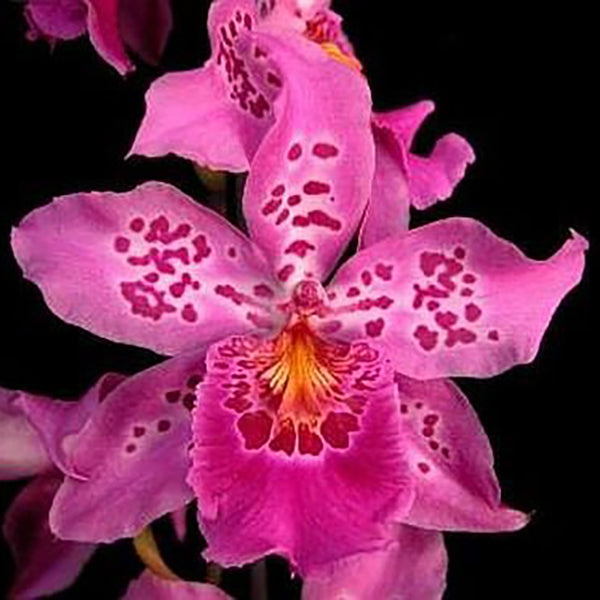 Vuylstekeara Carnivale 'Rio'