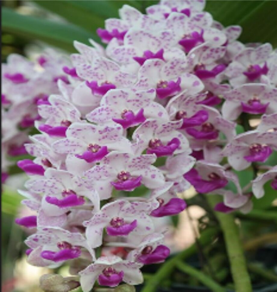 Rhynchostylis gigantea 'Spotted'