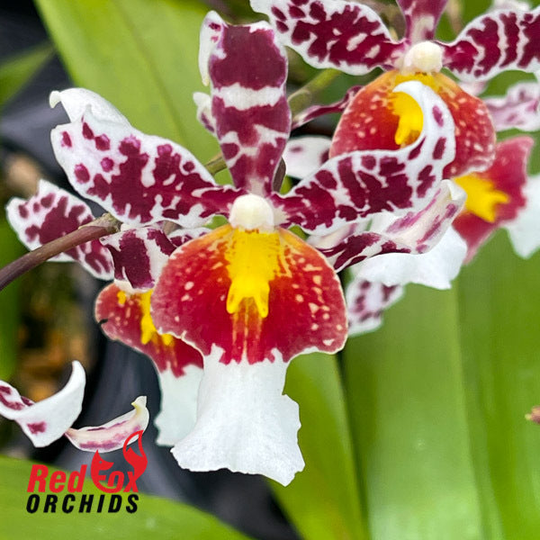 Odontocidium Rex's Luck 'Firefly'