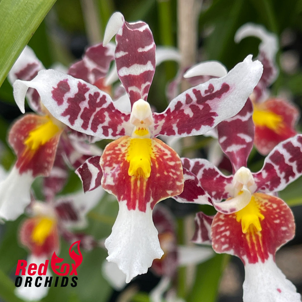 Odontocidium Rex's Luck 'Firefly'