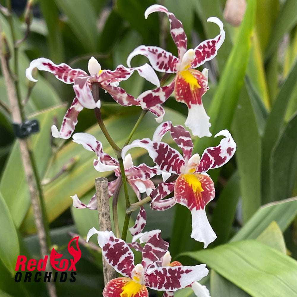 Odontocidium Rex's Luck 'Firefly'