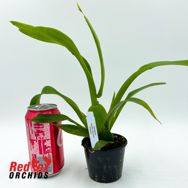 Oncidium Pacific Sunrise 'Hakalau'
