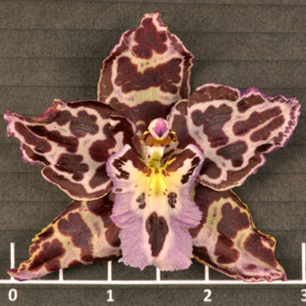 Largerara Angel Baby 'Sultry'