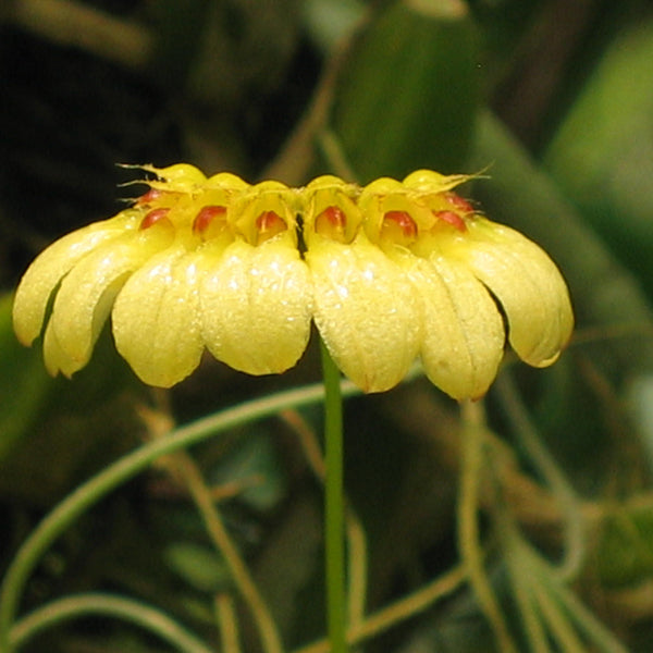 Bulbophyllum aureum 'Yellow'