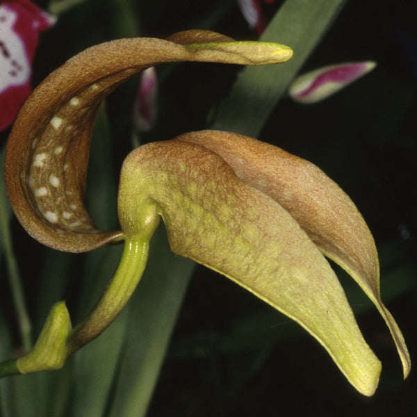Bulbophyllum burfordiense