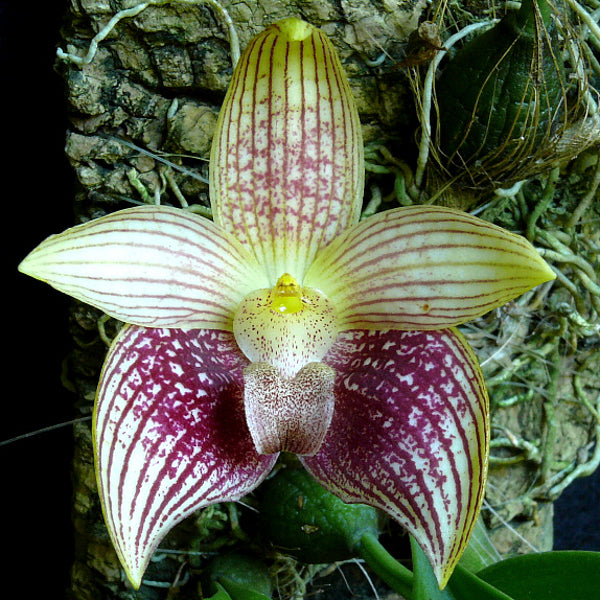 Bulbophyllum facetum